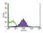 Anti-human CD81 antibody